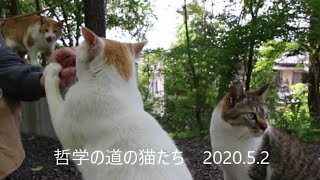 哲学の道の猫たち　2020 5 2　　＃哲学の道の猫＃古都の猫