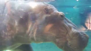 Hippo girl  trying to watch her figure and does water aerobics