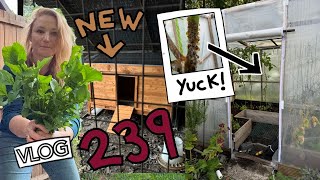 New Whirley House and Gross things in the Polytunnel. Ep 239 || Plot 37