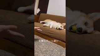 怠惰なボール遊び… #コーギー #corgi #shorts #愛犬 #犬のいる暮らし