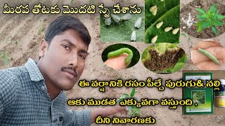 మిరప పంటలో  మొదటి స్ప్రే చేశాను| ఆకు ముడత,నల్లి ,ఆకు తినే పురుగు |శనగపచ్చ #లద్దె పురుగు   నివారణకు