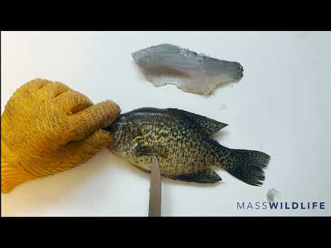 Can you eat sunfish freshwater?