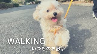 【子犬】マルプーのお散歩風景。公園で気持ちよさそうに歩くぷぷ