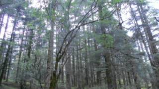 中國大陸 雲南麗江  雲杉坪觀玉龍雪山