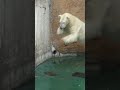 【緊急事態発生】ゴイサギの子が危機一髪～ホウちゃんに・・・ ホウちゃん シロクマ polarbear ゴイサギ 天王寺動物園