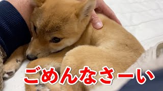 「痛い」というと猛省！反省がわかりやすい柴犬　小夏生後４ヶ月