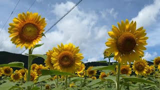 2024/07/24　見頃です！　吉野生のひまわり畑　〜愛媛県松野町〜