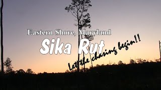 Maryland Eastern Shore Sika Rut hunt (turn up the volume!!)