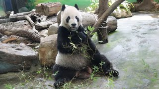 20220726 竹葉吃得好乾淨 團團永遠模範生(永懷團團之15) Giant Panda Tuan Tuan