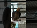 Cockatiels' iconic mating call