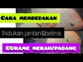 Cara membedakan indukan gurame jantan dan betina