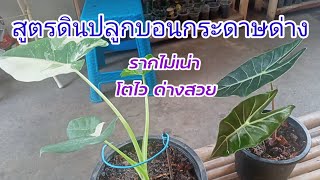 สูตรดินปลูกบอนกระดาษด่าง สูตรนี้รากไม่เน่า โตไว ด่างสวย Alocasia