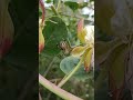 funny capparis spinosa and neoscona adianta shorts spider