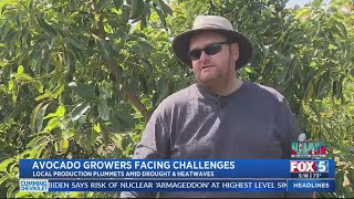 Avocado Growers Facing Challenges