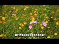 游玩好去处广东河源：桃花油菜花斗艳争春光