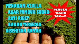 PANDUAN MENANAM AZOLLA DARI AWAL UNTUK PEMULA l ANTI RIBET BAHAN TERSEDIA l SEMUA PASTI BISA