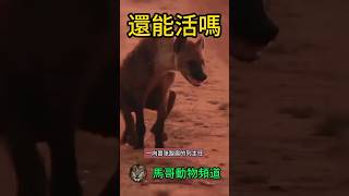 【后肢瘫痪】鬣狗后肢瘫痪，如何战胜困境？惊心动魄的故事！#animal #animals #wildanimals #wildlife #動物世界 #nature #wild #獅子#野生