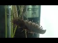 孫太郎虫を食べるミズカマキリ