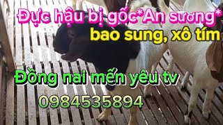 Đực hậu bị siêu vip gốc*An sương,*hiii.lh 0984535894