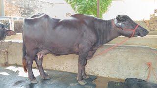 ਅੱਜ ਵੀ 5 ਮੱਝਾਂ ਹੈ ਪਿੰਦੇ ਬੂਈਆਂ ਵਾਲੇ ਕੋਲ, 5 Buffaloes Available for Sale