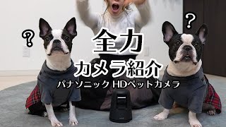 ハイテク過ぎる！パナソニックの最新ペットカメラをゼロレイに全力で説明してみた【フレンチブルドッグ・ボストンテリア】