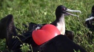 Frigate birds, Genovese Island, Galapagos 21-3-2016