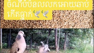 ចំណីសត្វលលកធ្នាក់សម្រាប់បំប៉ន មុនចេញទៅប្រយុទ្ធ🕊🕊 King food of terkukur 🕊🕊