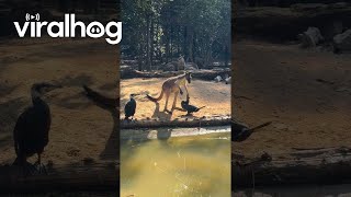 A Kangaroo Gets Beaten by Birds || ViralHog