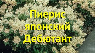 Пиерис японский Дебютант. Краткий обзор, описание характеристик pieris japonica Debutante