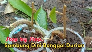 Rahasia Sambung Pucuk Bonggol Durian Sejak Dini//Cara Mudah Sambung Pucuk Durian