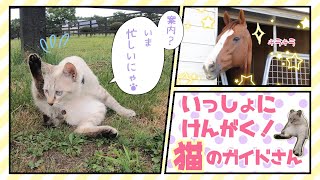 【猫と一緒に見学！お馬牧場の猫ガイドさん】アロースタッド撮影。2021年撮影