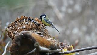 28/12/22 Great tit (Parus major)