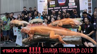 #1งานประกวด IGUANA THAILND2019