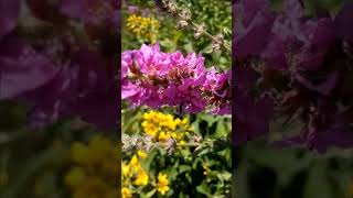 Purple and yellow beautiful flowers in the meadow 草地上紫色和黄色的美丽花朵 牧草地の紫と黄色の美しい花 초원에서 보라색과 노란색 아름다운 꽃