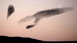 «Танец скворцов» - зрелищный феномен  (новости)