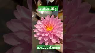 water lily nymphaea nong bualampu. plant. #waterlily #nymphaea