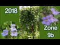 zone 9b rare variegated blue sky vine thunbergia grandiflora tropical plant