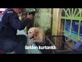 ntv meksika donanması köpeği selden kurtardı