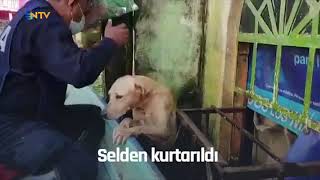 NTV | Meksika donanması köpeği selden kurtardı