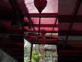 chinese lanterns 中國燈籠🏮🏮