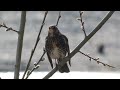 the fieldfare turdus pilaris snowbird majavatnet grane nordland norway 2024