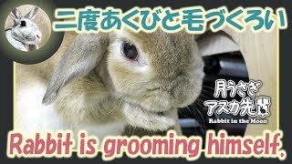 二度あくびと毛づくろい【ウサギのだいだい 】　2018年4月10日