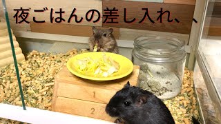 夕飯の残りを差し入れしました！！【スナネズミ・ジャービル飼育】