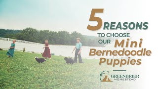 5 Reasons to Choose Our Mini Bernedoodle Puppies | Greenbrier Homestead