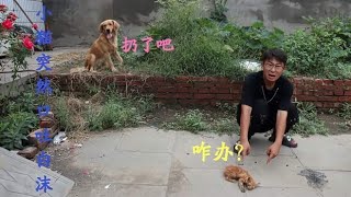 小猫不知什么原因口吐白沫，金毛说是得病了让扔掉它，该怎么办？