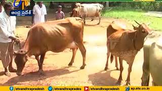 JaiKisan AP | 27th Dec '17 | Animal husbandry department identifying high yieldig animals