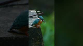 പൊന്മാൻ മീനിനെ പിടിക്കുന്നത് കണ്ടോ | common kingfisher