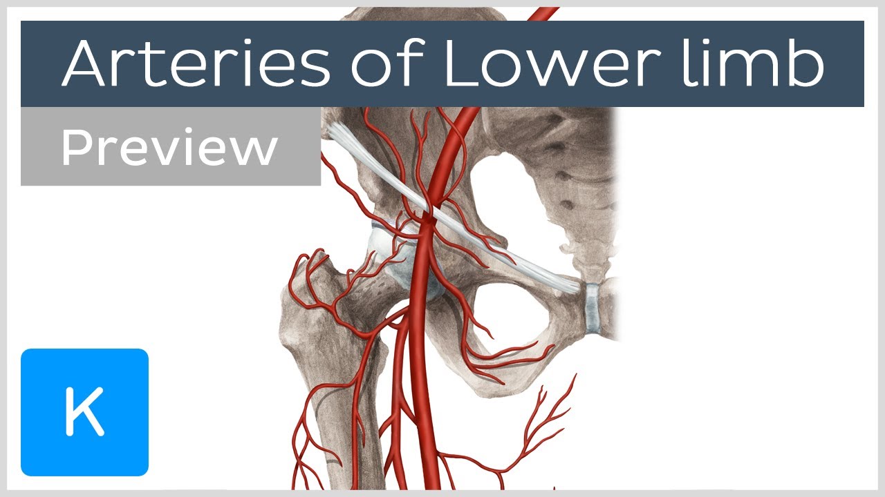 Overview Of The Lower Limb Arteries (preview) - Human Anatomy | Kenhub ...