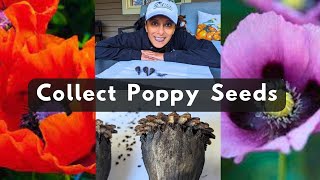 Poppy Seeds 🌱 How To Collect Harvest Store Save Poppies Papaver