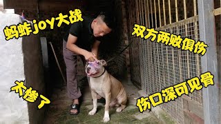 joy蚂蚱一言不合开启大战，猛犬对抗两败俱伤，伤口简直不忍直视